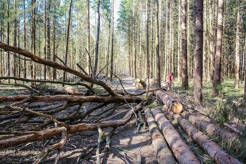 Закон о сборе валежника в лесу начал работать с 1 января 2019 года выносить из леса