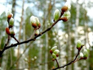 Какой будет весна 2019 года в России Здесь средняя Какой будет весна 2019 года в России Здесь средняя