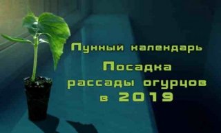 Когда сажать огурцы на рассаду в 2019 году. Благоприятные дни теплицу Месяц Числа Март Когда сажать огурцы на рассаду в 2019 году. Благоприятные дни теплицу Месяц Числа Март
