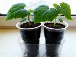 Когда сажать огурцы на рассаду в 2019 году. Благоприятные дни года Месяц Числа Когда сажать огурцы на рассаду в 2019 году. Благоприятные дни года Месяц Числа