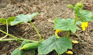 Когда сажать огурцы на рассаду в 2019 году. Благоприятные дни по лунному Когда сажать огурцы на рассаду в 2019 году. Благоприятные дни по лунному