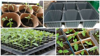 Когда сажать помидоры на рассаду в 2019 году по Лунному календарю Также крайне важно учитывать региональные Когда сажать помидоры на рассаду в 2019 году по Лунному календарю Также крайне важно учитывать региональные