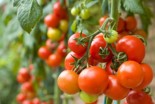 Когда сажать помидоры на рассаду в 2019 году по Лунному календарю одна из самых значимых овощных