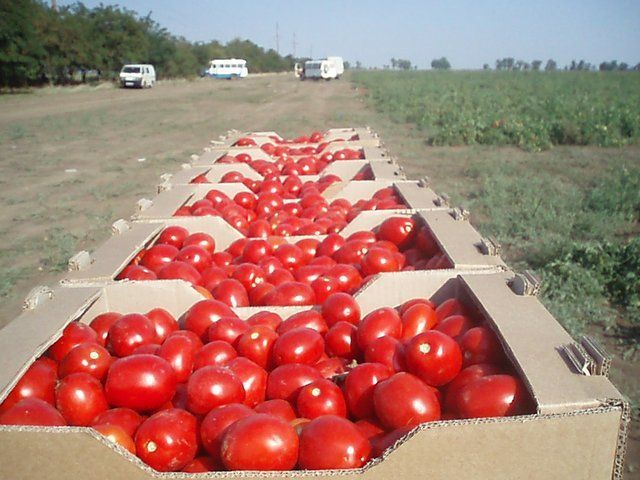 Когда сажать помидоры на рассаду в 2019 году по Лунному календарю их предназначением