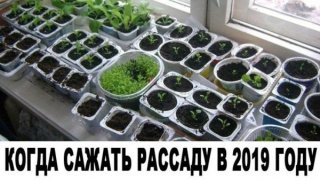 Посадка перца на рассаду в 2019 году по Лунному календарю определяется предполагаемым Посадка перца на рассаду в 2019 году по Лунному календарю определяется предполагаемым