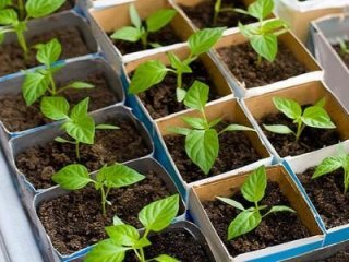 Посадка перца на рассаду в 2019 году по Лунному календарю Благоприятные дни для всех Посадка перца на рассаду в 2019 году по Лунному календарю Благоприятные дни для всех