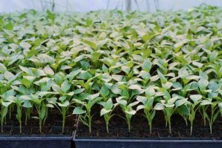 Посадка перца на рассаду в 2019 году по Лунному календарю перцы на рассаду Посадка перца на рассаду в 2019 году по Лунному календарю перцы на рассаду