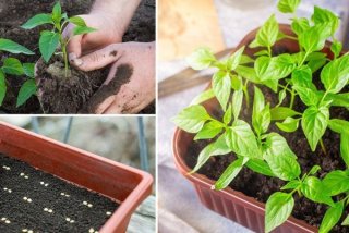 Посадка перца на рассаду в 2019 году по Лунному календарю бывалых высаживать ее Посадка перца на рассаду в 2019 году по Лунному календарю бывалых высаживать ее