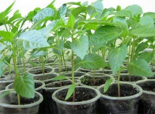 Посадка перца на рассаду в 2019 году по Лунному календарю только тогда, когда прогреется земля Посадка перца на рассаду в 2019 году по Лунному календарю только тогда, когда прогреется земля