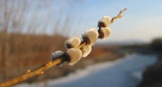 Вербное воскресение в 2019 году Люди надеялись, что Мессия Вербное воскресение в 2019 году Люди надеялись, что Мессия