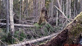 Закон о сборе валежника в лесу начал работать с 1 января 2019 года Закон на Закон о сборе валежника в лесу начал работать с 1 января 2019 года Закон на