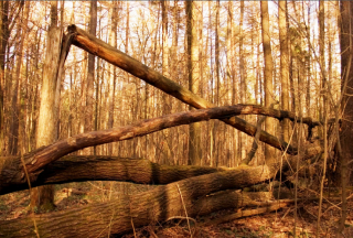 Закон о сборе валежника в лесу начал работать с 1 января 2019 года Соответственно, упавшая ветка больного или Закон о сборе валежника в лесу начал работать с 1 января 2019 года Соответственно, упавшая ветка больного или