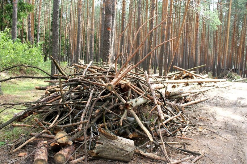 Закон о сборе валежника в лесу начал работать с 1 января 2019 года если спилить такую ветку