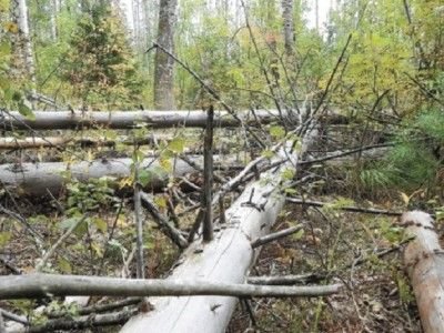 Закон о сборе валежника в лесу начал работать с 1 января 2019 года или мертвого дерева будет